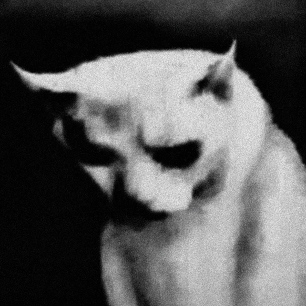 Grimcat looking down