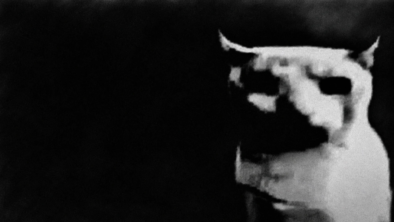 Grimcat in the dark